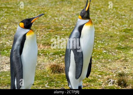 Due pinguini King a Volonteer Point, Falkland Islands. Foto Stock