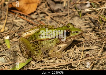 Rana leoparda meridionale - litobati spenocephalus Foto Stock