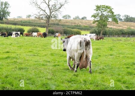 Mucca con mammelle molto grandi appesi sotto i hocks in campo - REGNO UNITO Foto Stock