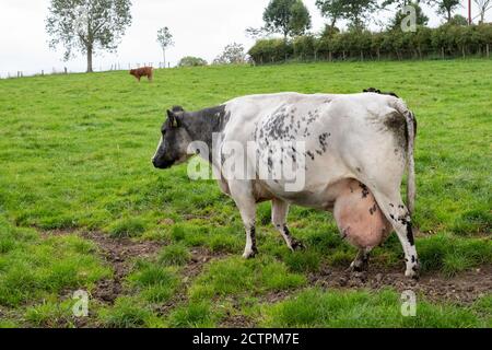 Mucca con mammelle molto grandi appesi sotto i hocks in campo - REGNO UNITO Foto Stock