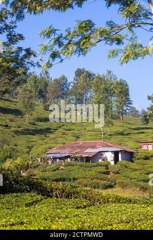 India, Kerala, Munnar, cottage lavoratori su Tea Estate Foto Stock