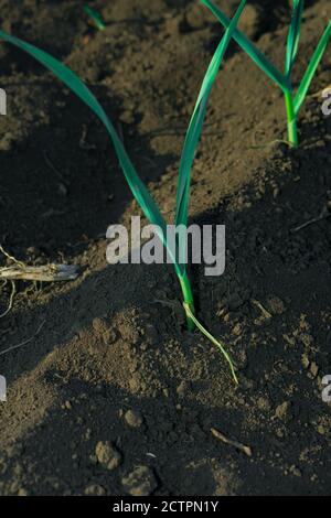 su un letto cresce una pianta di aglio giovane, coltivata e grassosa Foto Stock