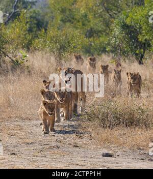 Leone Pride con molti cuccioli che seguono la leonessa Foto Stock