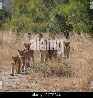 Leone Pride con molti cuccioli che seguono la leonessa Foto Stock