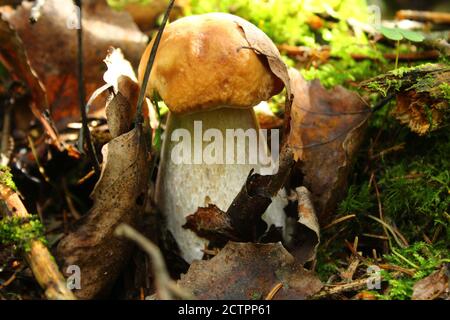 Funghi porcini nascosti dalle foglie in autunno Foto Stock