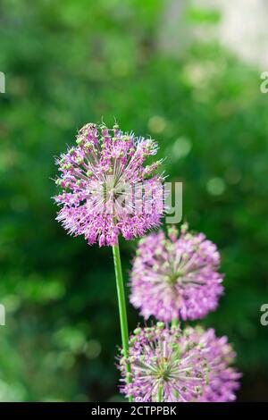 Fiore, arco decorativo, fiorì il suo germoglio in primavera Foto Stock