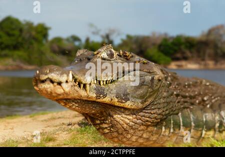 Primo piano di un caiman di Yacare (Caiman yacare) su una riva di un fiume di sabbia in estate, Pantanal Sud, Brasile. Foto Stock