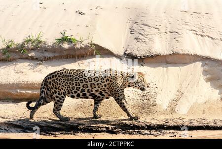 Primo piano di una Jaguar che cammina su una riva di un fiume sabbioso, Pantanal Nord, Brasile. Foto Stock