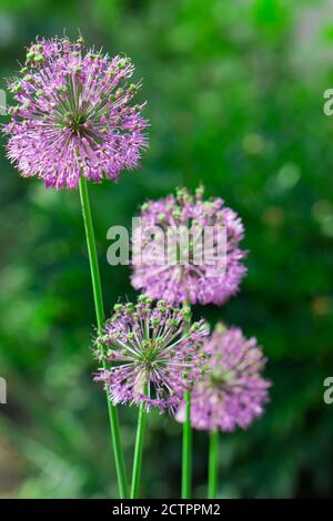 Fiore, arco decorativo, fiorì il suo germoglio in primavera Foto Stock