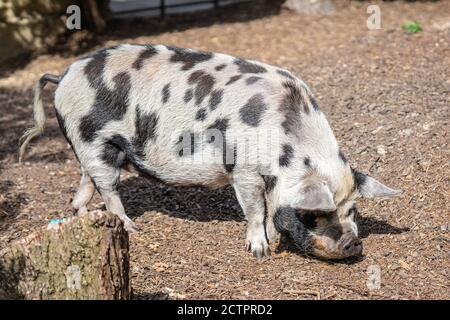 Kunekune è una piccola razza di maiale domestico di New Zelanda Foto Stock