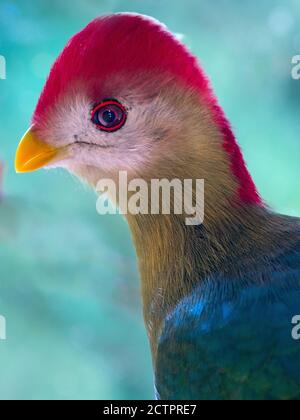 Turaco rosso-crestato Tauraco eritrolofo Foto Stock