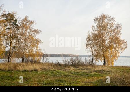 Sentiero o strada tra erba gialla d'autunno, fogliame d'oro, uccelli ingialliti e altri alberi sulla riva del lago. Paesaggio autunnale. Foto Stock