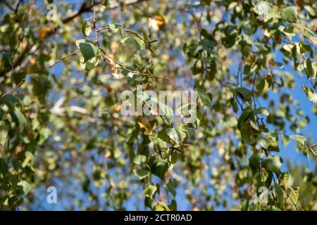 Betulla in autunno. Foglie gialle e verdi di betulla in autunno. Foto Stock