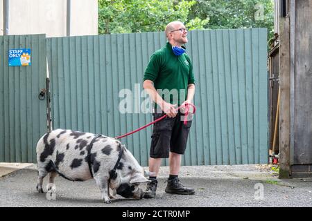 Regno Unito, Londra, Camden Town, 12 settembre 2020. Kunekune è una piccola razza di maiale domestico proveniente dalla Nuova Zelanda Foto Stock