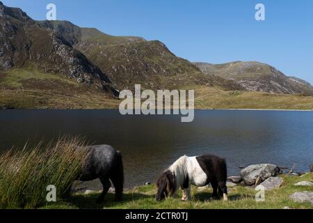 Pony di Carneddau selvaggi pascolano nelle montagne che circondano Llyn Idwal nella Riserva Naturale Nazionale di CWM Idwal il 17 settembre 2020 a Pont Pen-y-benglog, Snowdonia, Galles, Regno Unito. Foto Stock