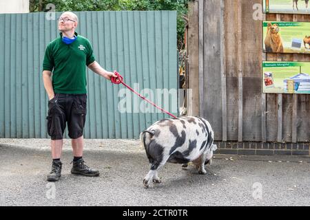 Regno Unito, Londra, Camden Town, 12 settembre 2020. Kunekune è una piccola razza di maiale domestico proveniente dalla Nuova Zelanda Foto Stock