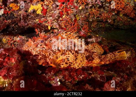 Uno scorfano rosso (Scorpaena scrofa) mimetato in una grotta subacquea nel Parco Naturale di Ses Salines (Formentera, Isole Baleari, Mar Mediterraneo) Foto Stock