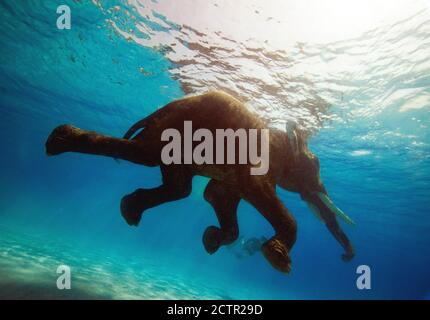 Elefante asiatico: Elephas Maximus indicus, mammiferi di livello superiore con emozioni profonde e comunicazioni complesse tramite suoni, vibrazioni e segnali visivi. Foto Stock