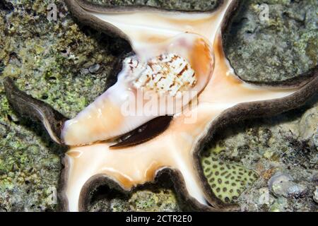 Conchiglia di Spider comune: Lambis Lambis, sono belle e si trovano nell'Oceano Indiano e nell'Oceano Pacifico del Sud. Il Conch vive all'interno della conchiglia. Foto Stock