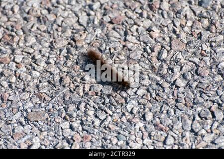 Grande bruco Furry su un sentiero Foto Stock
