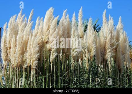 Crikvenica/Selce, piante vicino al marciapiede di mare, Croazia, Europa Foto Stock