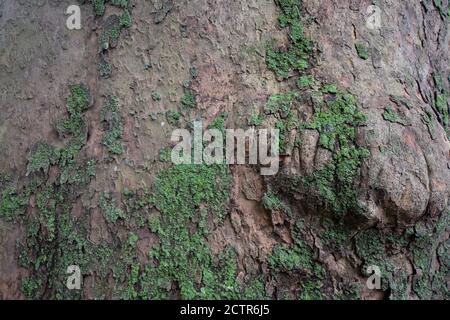 Un albero con un grumo coperto in Lichen e Moss Foto Stock