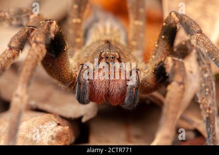 Ragno vagabondante brasiliano - pericolo velenoso Phoneutria Ctenidae Foto Stock