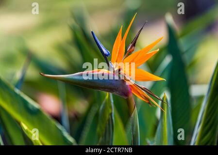 Bellissimo uccello del fiore Paradiso Foto Stock