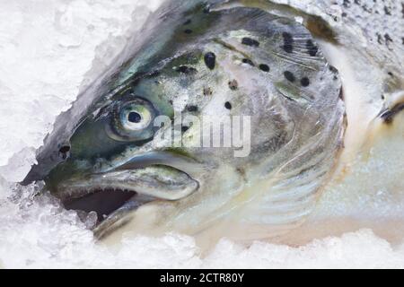 Freschi salmone norvegese trote sul ghiaccio nel supermercato Foto Stock