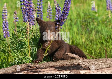 Black Bear Cub (Ursus americanus) Pieghe Lupine stalk on Log Estate - animale in cattività Foto Stock