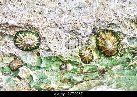 Patelle su una roccia Foto Stock