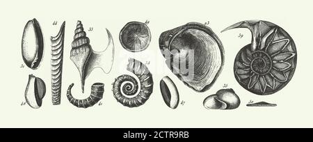 Vintage storica, fossili del sistema cretaceo, fossili del periodo terziario, fossili, uno scheletro, e vene di ore Engraving Antique Illucrati Foto Stock