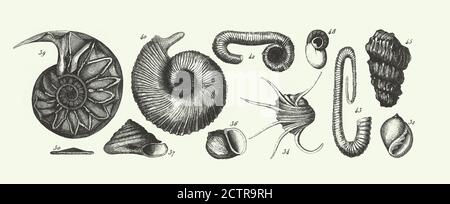 Storica Vintage, fossili del sistema Cretaceo, fossili, uno scheletro, e vene di ore Engraving Antique Illustration, pubblicato nel 1851 Foto Stock