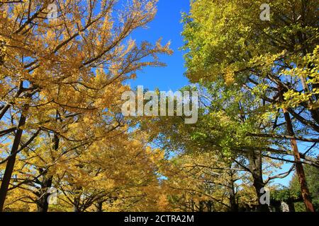 Un viale alberato di ginkgo alberi con foglie gialle Foto Stock