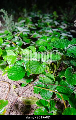 Cespuglio di fragole in primavera su uno sfondo di suolo nero. Foglie di fragola senza fiori e bacche. Foto Stock