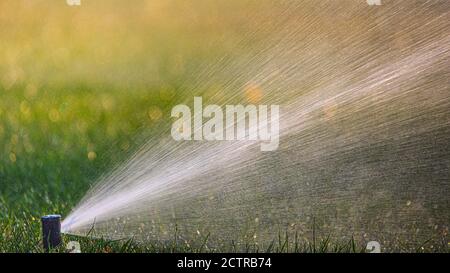 Annaffiatura automatica nel parco all'alba Foto Stock