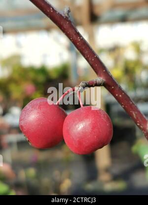 Due piccole mele sull'albero Foto Stock