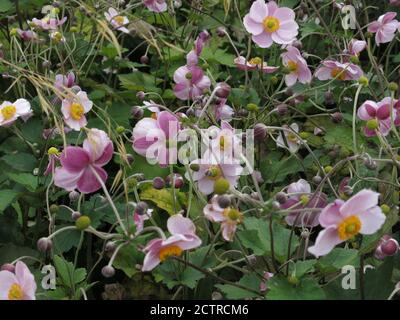 Una massa di anemoni giapponesi in fiore in un confine autunnale nel giardino murato a Lamport Hall, Northamptonshire; settembre 2020 Foto Stock