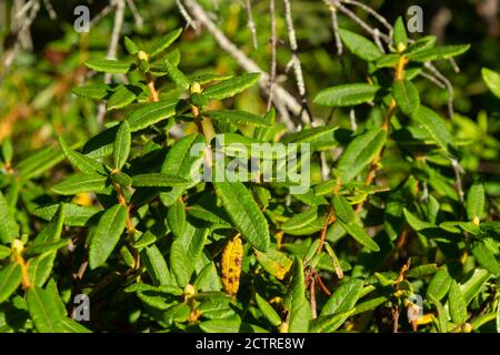 Foglie di tè di Labrador (Ledum groenlandicum) in Quebec, Canada Foto Stock