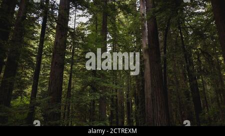 Vista attraverso splendidi alberi di sequoie nello stato delle sequoie e nella lussureggiante foresta del Parco Nazionale della California del Nord. Tronchi di alberi giganti, arti massicce, Foto Stock