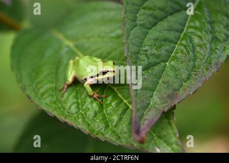 Un Treefrog pacifico (Pseudacris regilla) siede su una foglia di Hydrangea t in un giardino a Victoria, Columbia Britannica, Canada sull'isola di Vancouver. Foto Stock