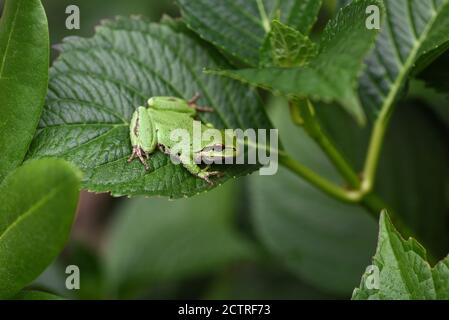 Un Treefrog pacifico (Pseudacris regilla) siede su una foglia di Hydrangea t in un giardino a Victoria, Columbia Britannica, Canada sull'isola di Vancouver. Foto Stock