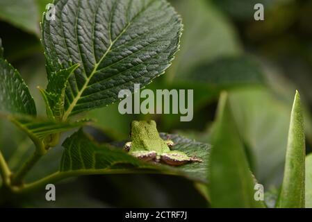 Un Treefrog pacifico (Pseudacris regilla) è visto dalla parte posteriore come si siede su una foglia di Hydrangea t in un giardino a Victoria, British Columbia, Canada su va Foto Stock