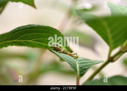 Un Treefrog pacifico (Pseudacris regilla) siede su una foglia di Hydrangea t in un giardino a Victoria, Columbia Britannica, Canada sull'isola di Vancouver. Foto Stock