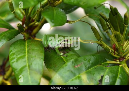Un Treefrog pacifico bagnato (Pseudacris regilla) siede su una foglia di Rhododendron mentre ripara dalla pioggia in un giardino a Victoria, Columbia Britannica, Canada Foto Stock