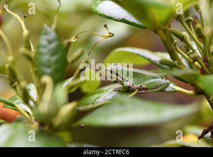 Un Treefrog pacifico bagnato (Pseudacris regilla) siede su una foglia di Rhododendron mentre ripara dalla pioggia in un giardino a Victoria, Columbia Britannica, Canada Foto Stock