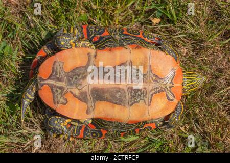 Tartaruga dipinta nord-americana occidentale (Crisemys pitta belli). Il lato inferiore identifica le marcature del trastrone della sottospecie. Lunghezza coda, apertura cloaca, maschio Foto Stock