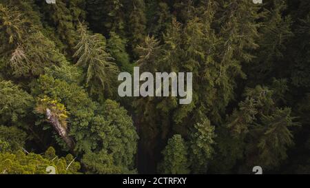 Vista attraverso splendidi alberi di sequoie nello stato delle sequoie e nella lussureggiante foresta del Parco Nazionale della California del Nord. Tronchi di alberi giganti, arti massicce, Foto Stock