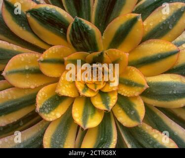 Aeonium, Sunburst, Copper Pinwheel, Fern Canyon Garden, Mill Valley, California Foto Stock