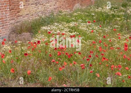 Papaveri (Papava rhoeas), Mayweed profumato (Matricaria recutita), che cresce insieme e fiorisce su terreno disturbato accanto a edifici agricoli. Maggio-giugno, Foto Stock